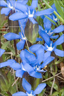 Image of Gentiana verna subsp. tergestina (G. Beck) Hayek