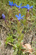 Image of Gentiana verna subsp. tergestina (G. Beck) Hayek