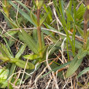 Image of Gentiana verna subsp. tergestina (G. Beck) Hayek