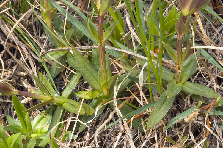 Image of Gentiana verna subsp. tergestina (G. Beck) Hayek