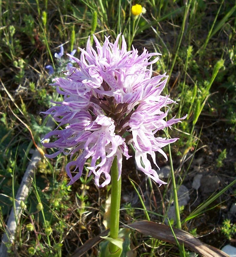 Image of Orchis italica Poir.