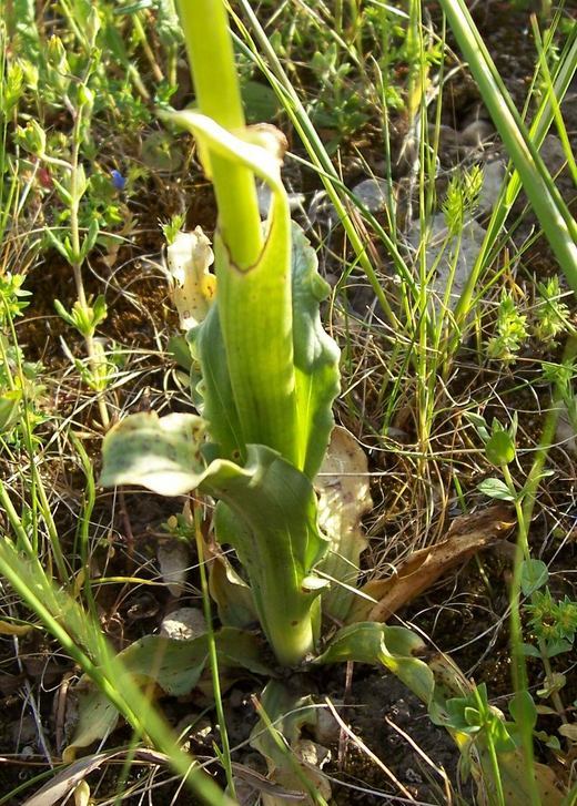 Image of Orchis italica Poir.