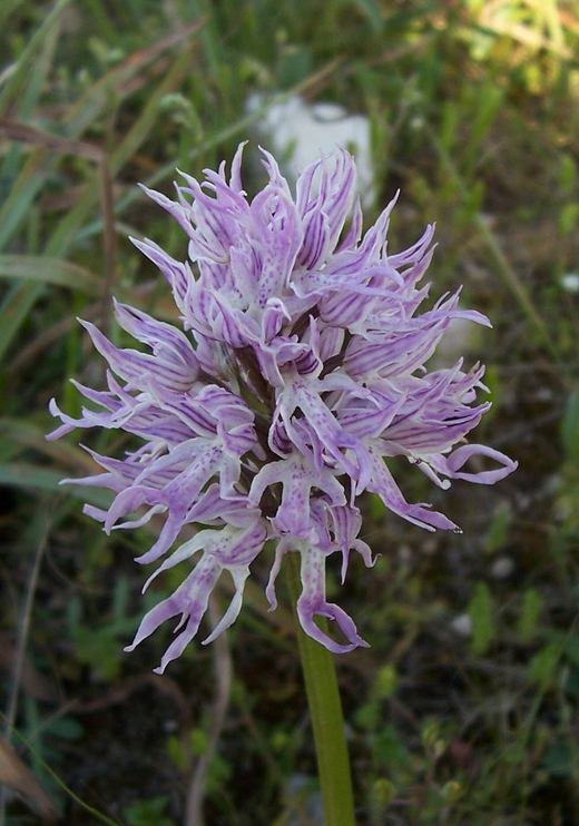 Imagem de Orchis italica Poir.