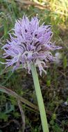 Imagem de Orchis italica Poir.