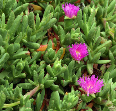 Image of ice plant