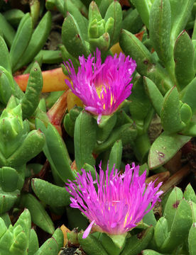 Image of ice plant