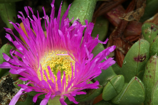 Image of ice plant