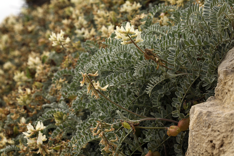 Astragalus miguelensis Greene的圖片