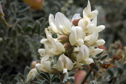 Astragalus miguelensis Greene的圖片