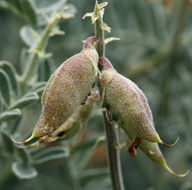 Astragalus miguelensis Greene的圖片