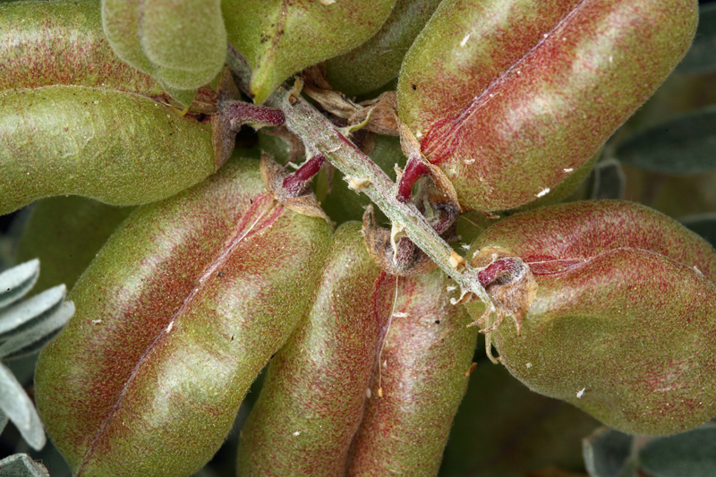 Astragalus miguelensis Greene的圖片