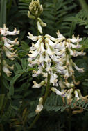 Astragalus miguelensis Greene的圖片