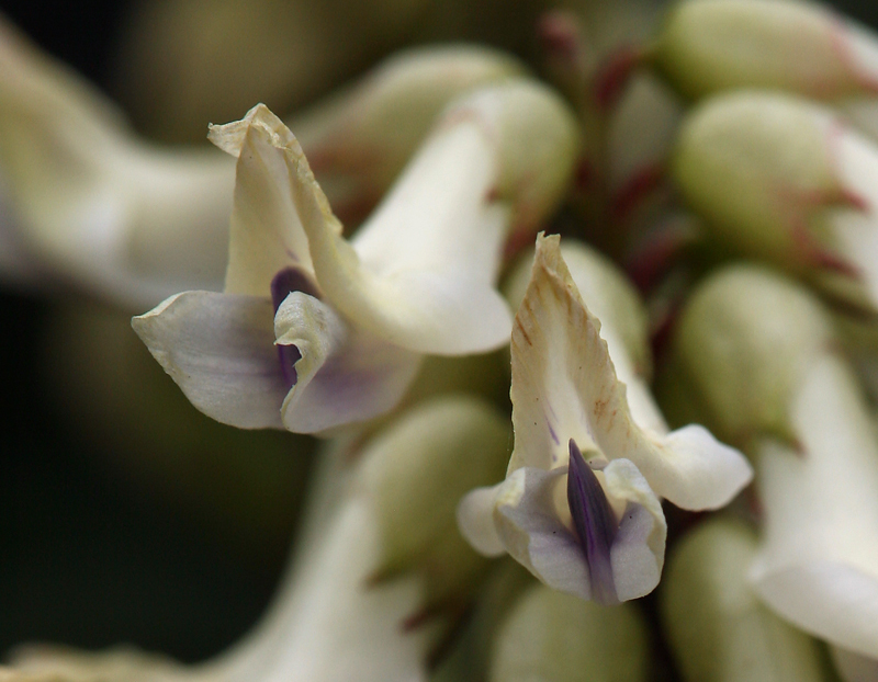 Astragalus miguelensis Greene的圖片