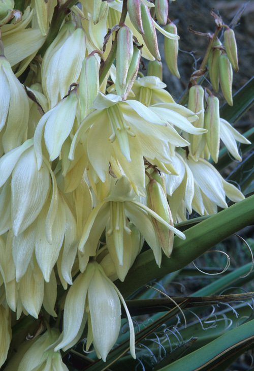 Imagem de Yucca baccata Torr.