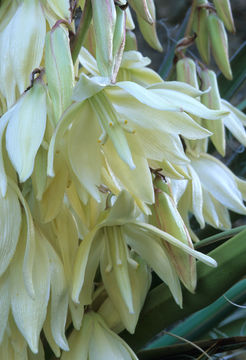 Image de Yucca baccata Torr.