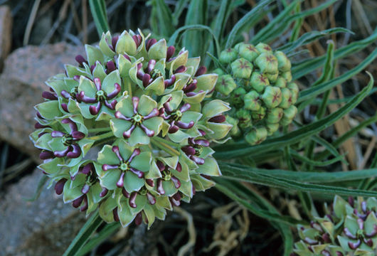 Image de Asclepias asperula (Decne.) R. E. Woodson