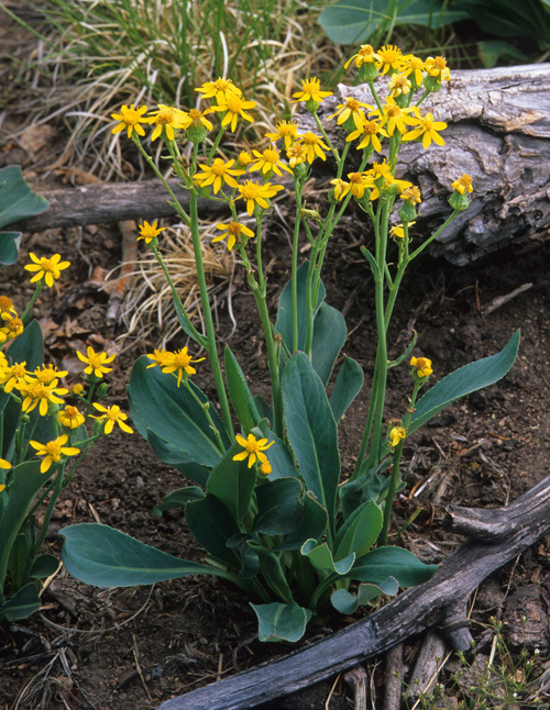 Image of Wooton's ragwort