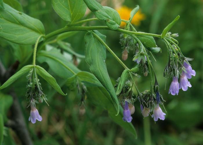 Image of Franciscan Bluebells