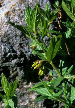 Imagem de Lonicera involucrata (Richards.) Banks ex Spreng.