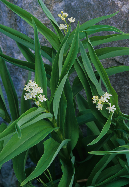 Image of starry false lily of the valley