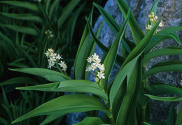 Image of starry false lily of the valley