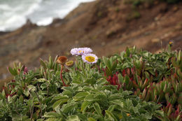 Слика од Erigeron glaucus Ker-Gawl.