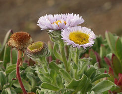 Слика од Erigeron glaucus Ker-Gawl.