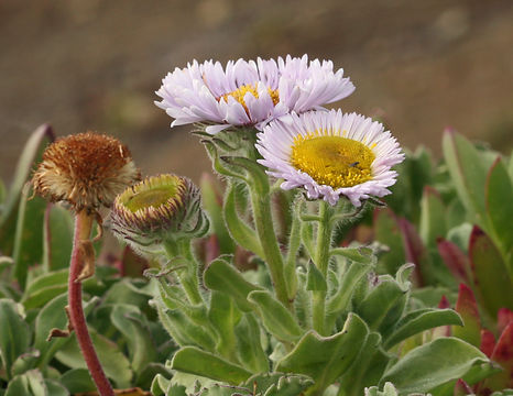 Image of seaside fleabane