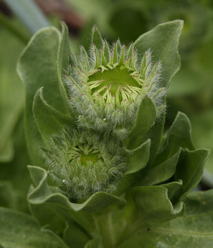 Image of seaside fleabane