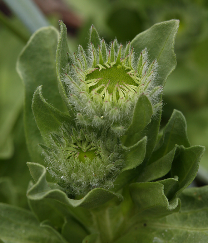 Слика од Erigeron glaucus Ker-Gawl.