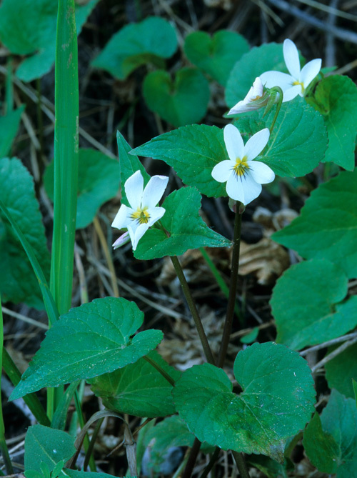 Viola canadensis var. scopulorum A. Gray的圖片