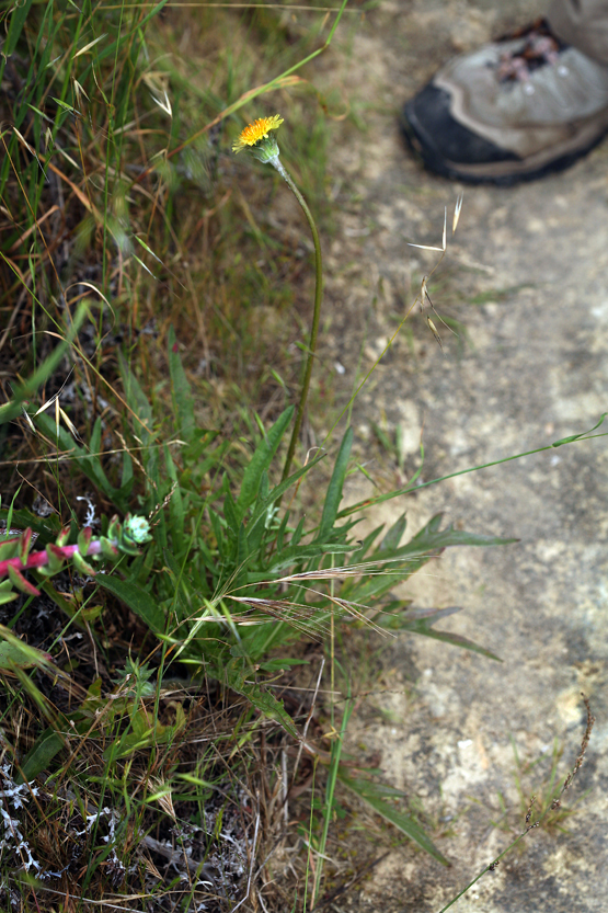 Imagem de Agoseris grandiflora (Nutt.) Greene