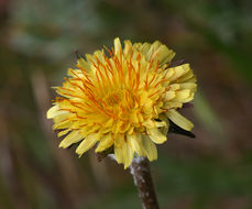 Image of bigflower agoseris