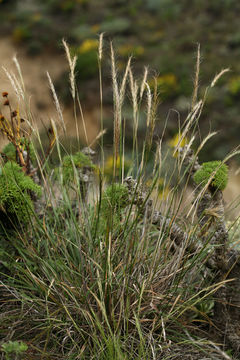 Image of San Diego Rice Grass