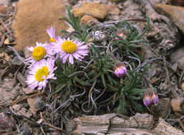 Image of early bluetop fleabane