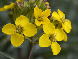 Image of island wallflower