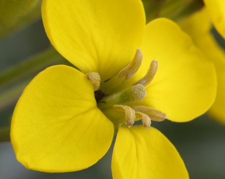 Image of island wallflower