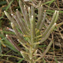 Image of island wallflower