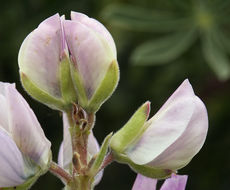 Imagem de Lupinus arboreus Sims