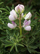 Imagem de Lupinus arboreus Sims