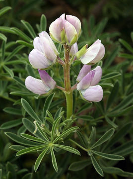 Sivun Lupinus arboreus Sims kuva