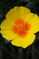 Image of California poppy