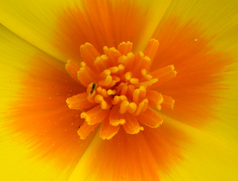 Image of California poppy