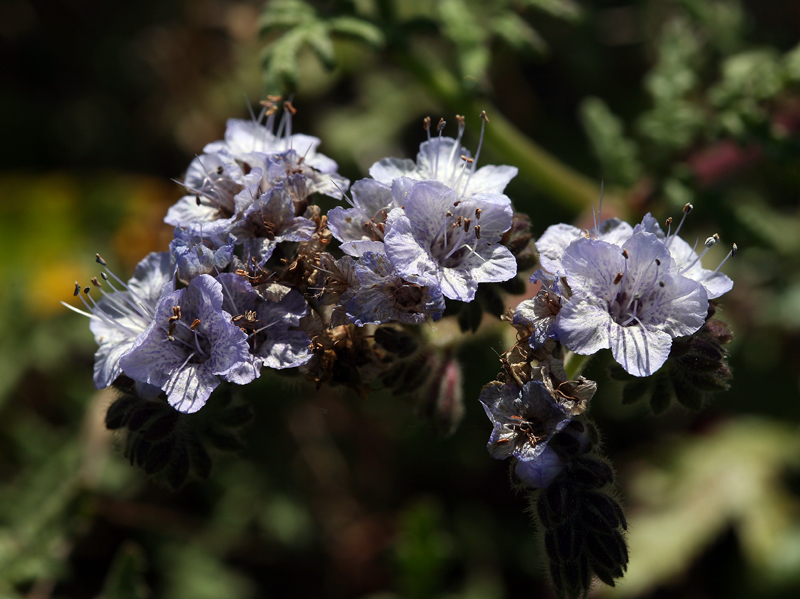 Phacelia distans Benth.的圖片