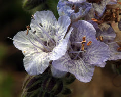 Image of distant phacelia