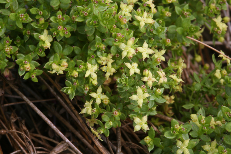 Galium californicum subsp. miguelense (Greene) Dempster & Stebbins resmi