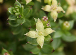 Galium californicum subsp. miguelense (Greene) Dempster & Stebbins resmi