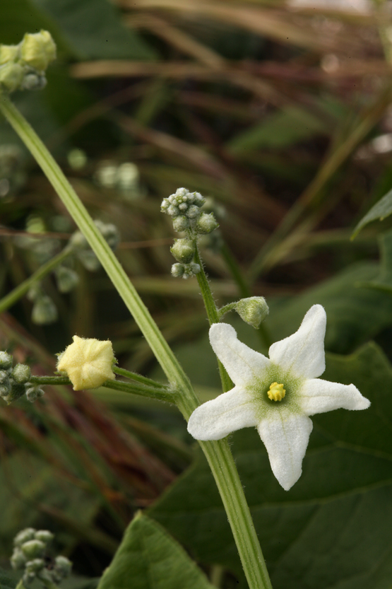 Image of Marah macrocarpa (Greene) Greene