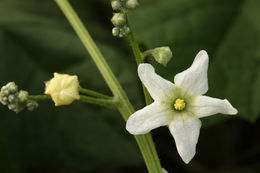 Image of Marah macrocarpa (Greene) Greene