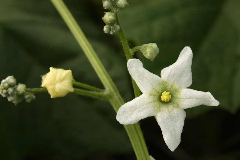 Image of Marah macrocarpa (Greene) Greene